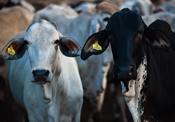 Great Giant Livestock (GGL)